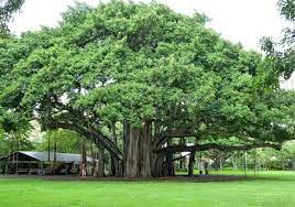 peepal tree